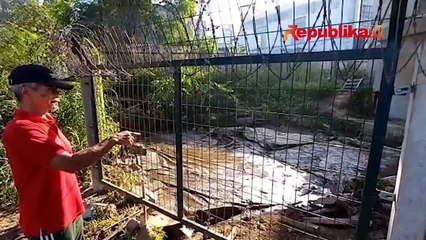 Kisah Mumut Soal Kolam Lele di Bawah Kolong Rel Kereta Cepat Jakarta-Bandung