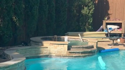 Dog Discovers Hot Tub And Won't Stop Getting In For A Soak | Wild-ish TV