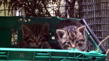 Adorable critically endangered wildcat kittens born in Scotland