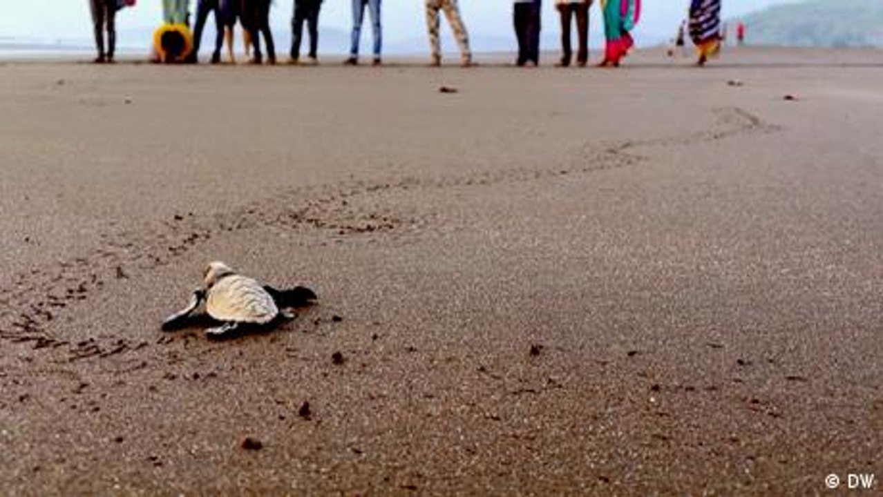 Saving India's endangered baby turtles