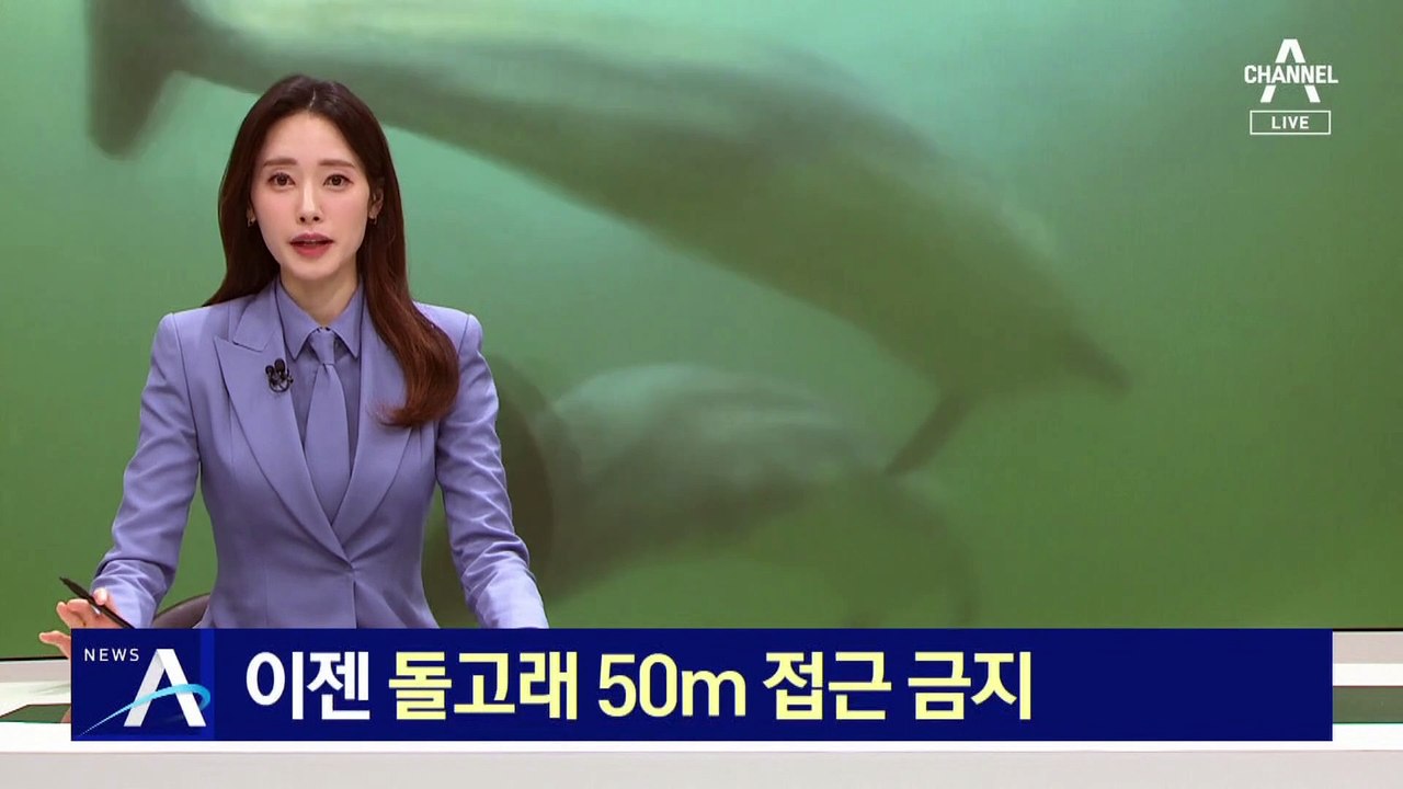 이젠 돌고래 50m 접근 금지…제트스키 몰던 일행 첫 적발