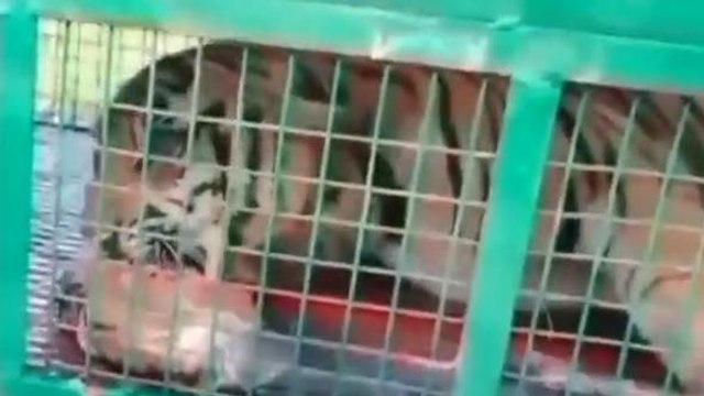 छिंदवाडा: बाघ ने किया 5 पालतू जानवरों का शिकार, गांव में दहशत का माहौल