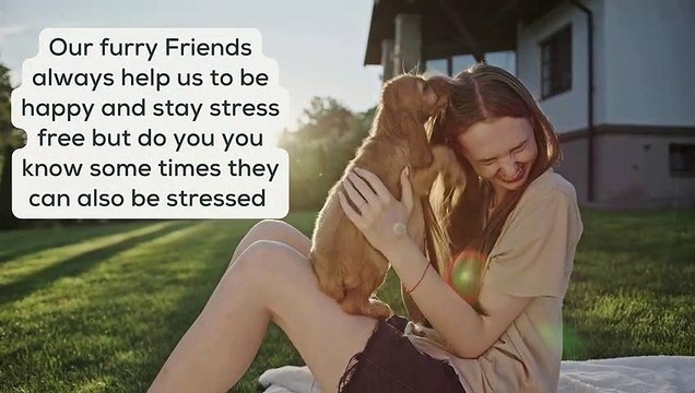 Spotting Stress in Dogs: Effective Stress Management for a Happy, Relaxed Dog