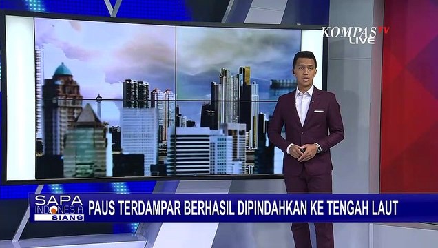 Petugas Ditpolair Rokan Hilir dan TNI AL Berhasil Pindahkan Paus yang Terdampar ke Tengah Laut!