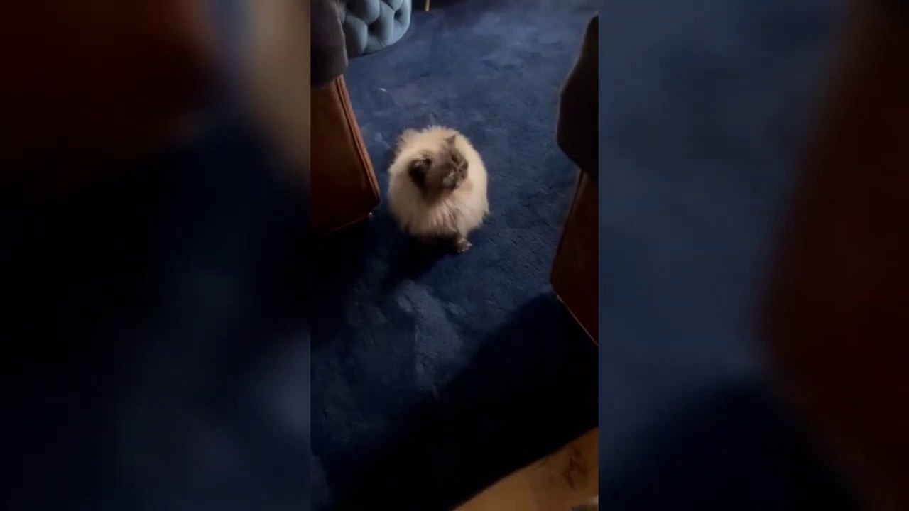New Funny Animals  Funniest Dogs and Cats Videos