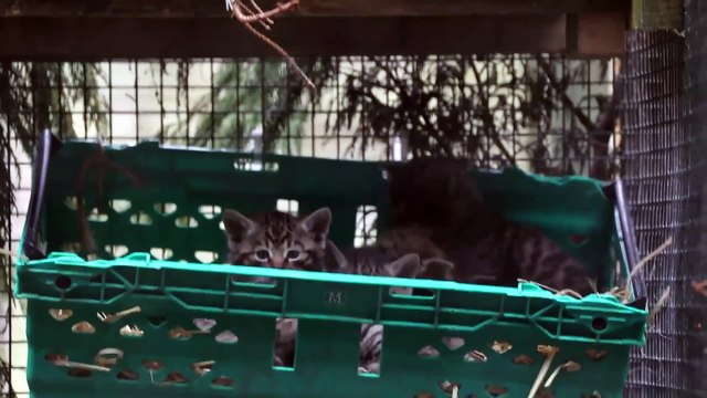 Scottish Wildcat Kittens