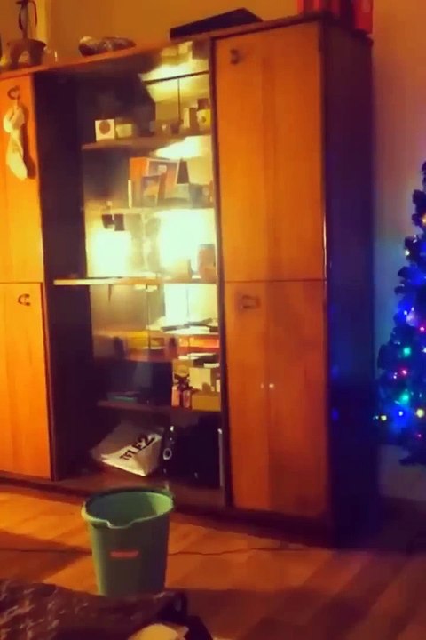 Funny Cats and Dogs  Funniest Animal Videos 2023