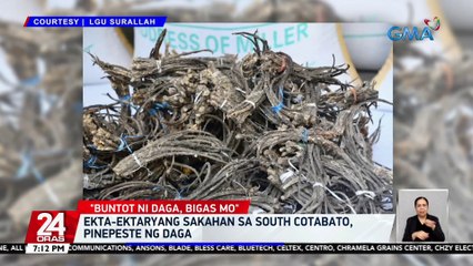 Ekta-ektaryang sakahan sa South Cotabato, pinepeste ng daga | 24 Oras