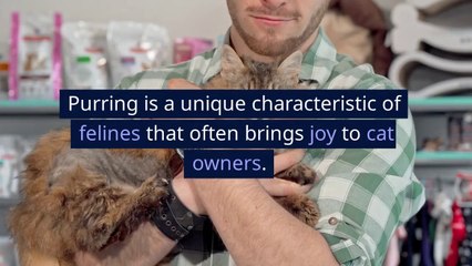 The Surprising Benefit of cat purring