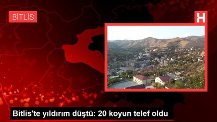 Bitlis'te yıldırım düştü: 20 koyun telef oldu