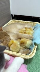 Lovely kittens love chickens very much.Lovely animals