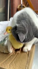 The duckling croakes! Because he can't see the kitten. Duckling's good friend #可愛い猫 #shorts