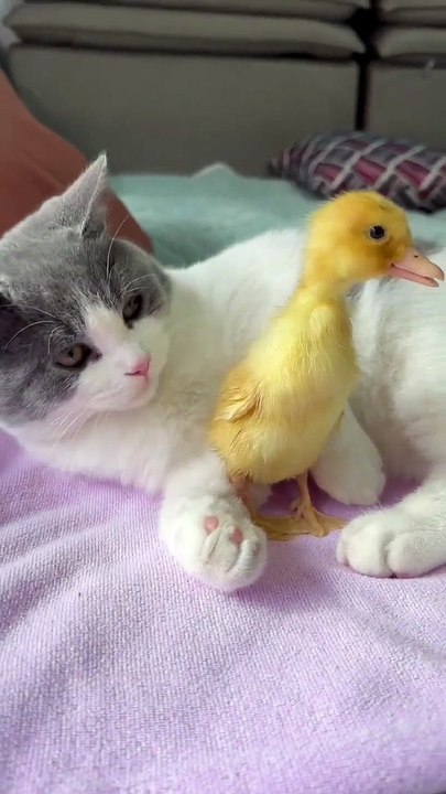 The duckling quacks, and the duckling wakes up the sleeping kitten! The kitten is not angry. #可愛い猫