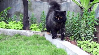 funny cats and dogs compilation | funny dogs and cats compilation | funny video compilation | Funny
