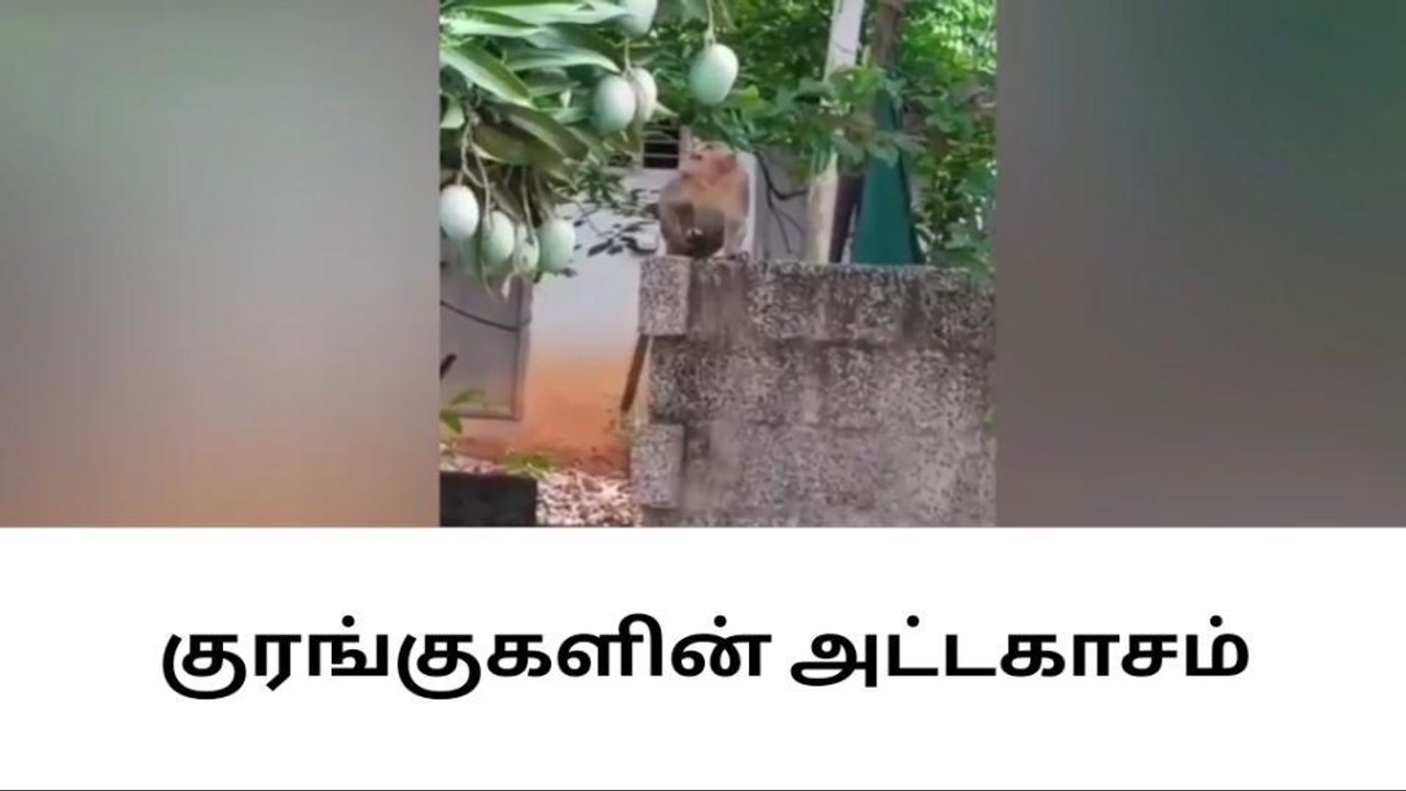 குமரி: குடியிருப்பு பகுதியில் குரங்குகள் அட்டகாசம்