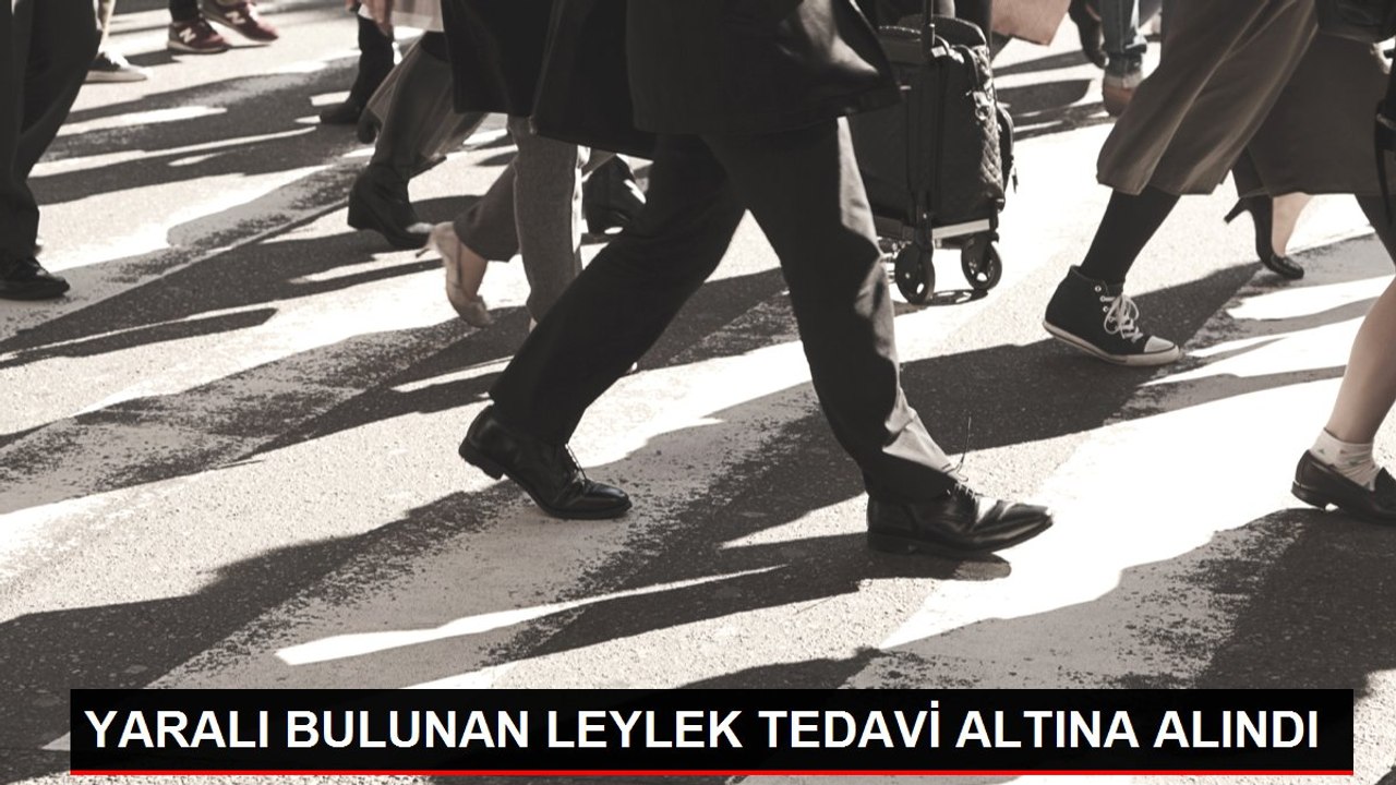YARALI BULUNAN LEYLEK TEDAVİ ALTINA ALINDI