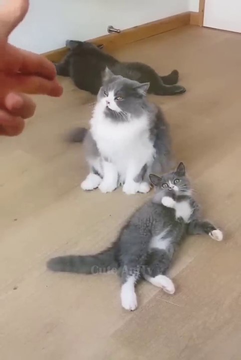 New Funny Videos 2023 Cutest Cats and Dogs_Part