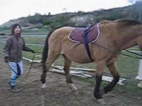 Diva en longues renes avance/recule/droite/gauche