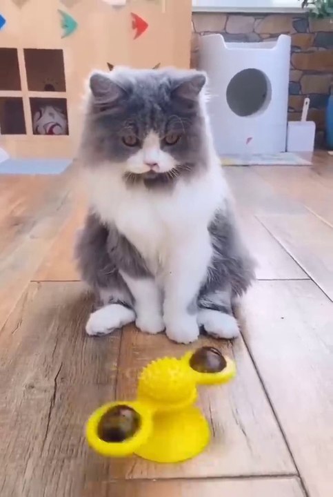 New Funny Videos 2023 Cutest Cats and Dogs Part