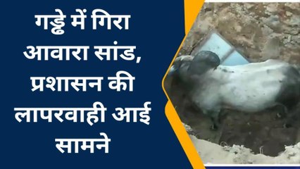 धोद: निराश्रित गौवंश के झगड़े में हादसा, देखें यहाँ खुले गड्ढे में गिरा सांड
