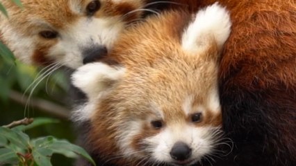 BABY RED PANDA takes first steps!!