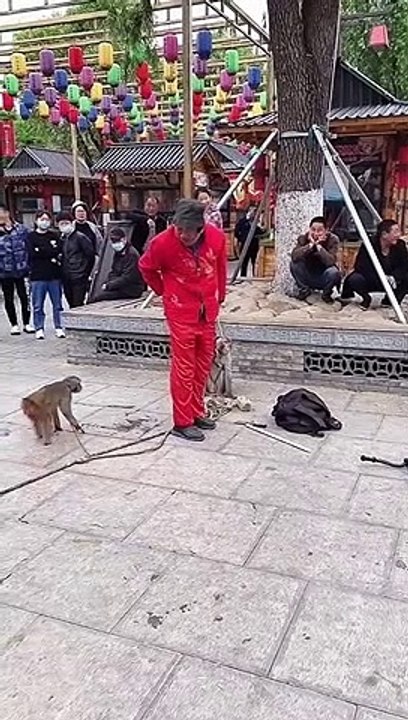 cute monkey ||  Funny video