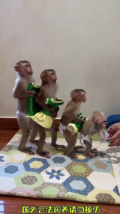 Monkey Wearing Clothes |Monkeys Funny Moments | Animals Funny Moments | Cute Pets | Funny Animals