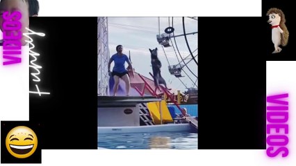 049 Laugh Out Loud Hilarious Videos Guaranteed to Make You Smile