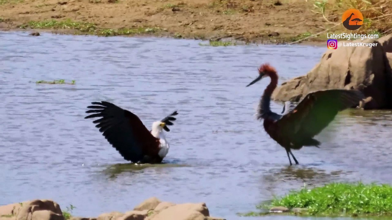 3 Hungry Birds & Crocodile Fight Over 1 Fish