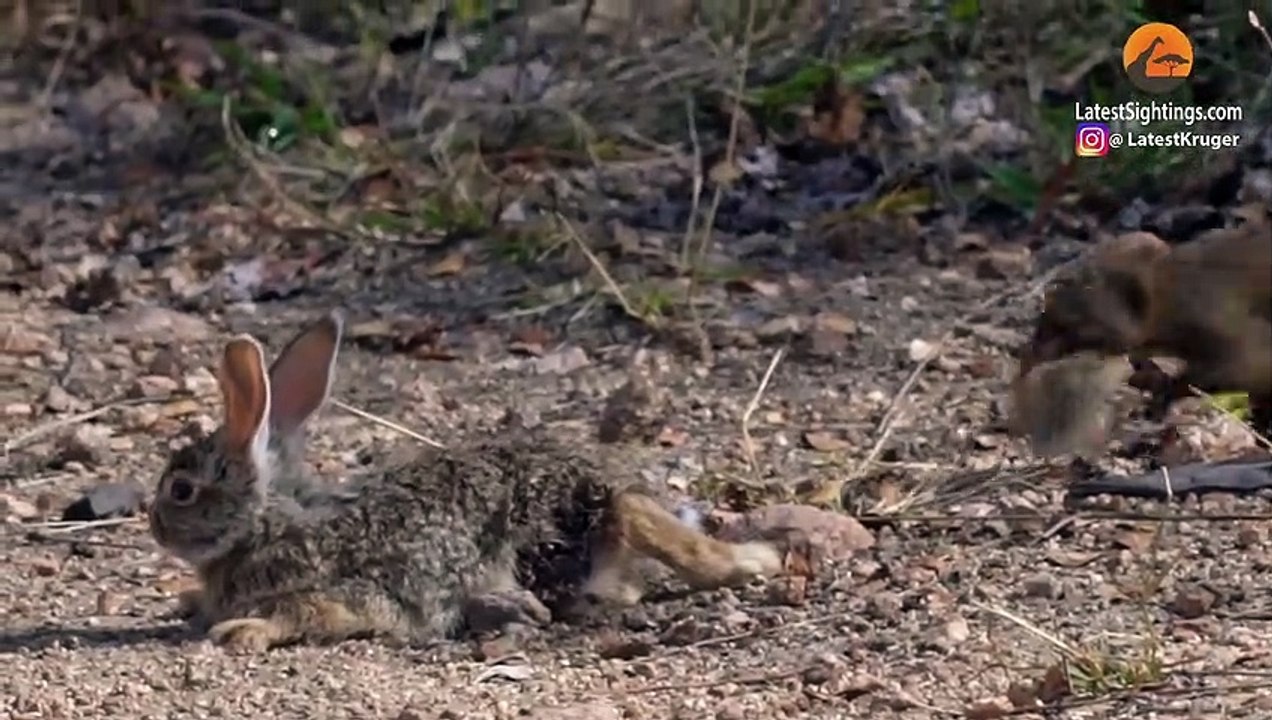 Mongooses Tear Baby Hare Apart