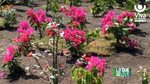 Isla de Ometepe inaugura el Parque Natural «Plan de las Flores»