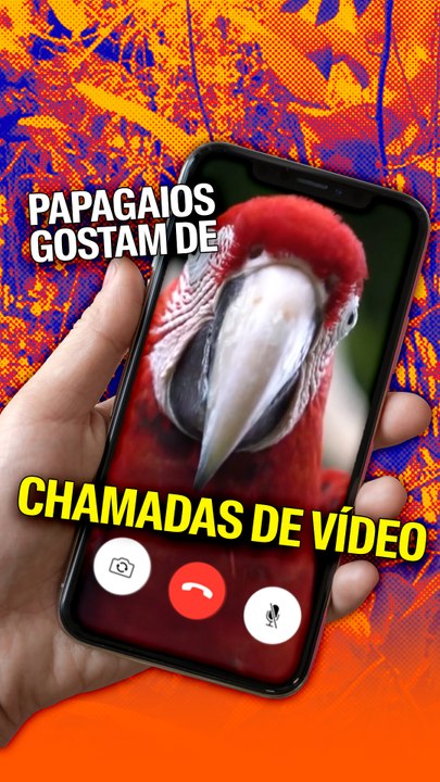 Papagaios gostam de chamadas de vídeo