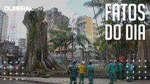 'Samaumeira da Praça Santuário': operários da Semma começam retirada da árvore