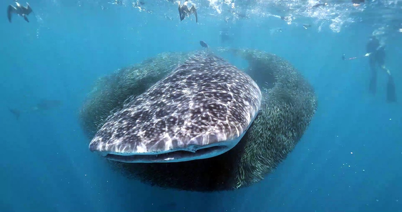 Make Way For The Whale Shark