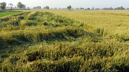 तूड़ी की कालाबाजारी का बड़ा खेल, अब डीएसओ का प्रहार