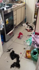 Innocent Dog Surrounded By Trash