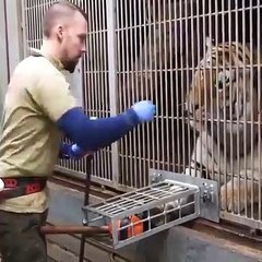 Have you ever seen a Tiger's Health Checkup?? Unbelievably cooperative.....