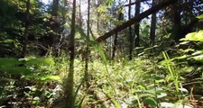 La Chine transforme un DÉSERT en FORÊT !