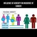 Influence of heredity on incidence of cancer