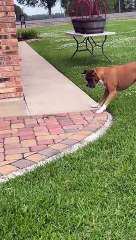 Garden Snake Versus Boxer Dog