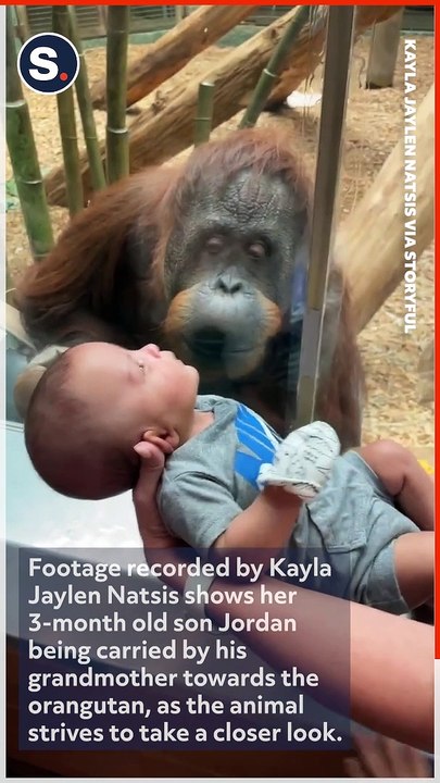 Curious Orangutan Inspects Baby at Louisville Zoo