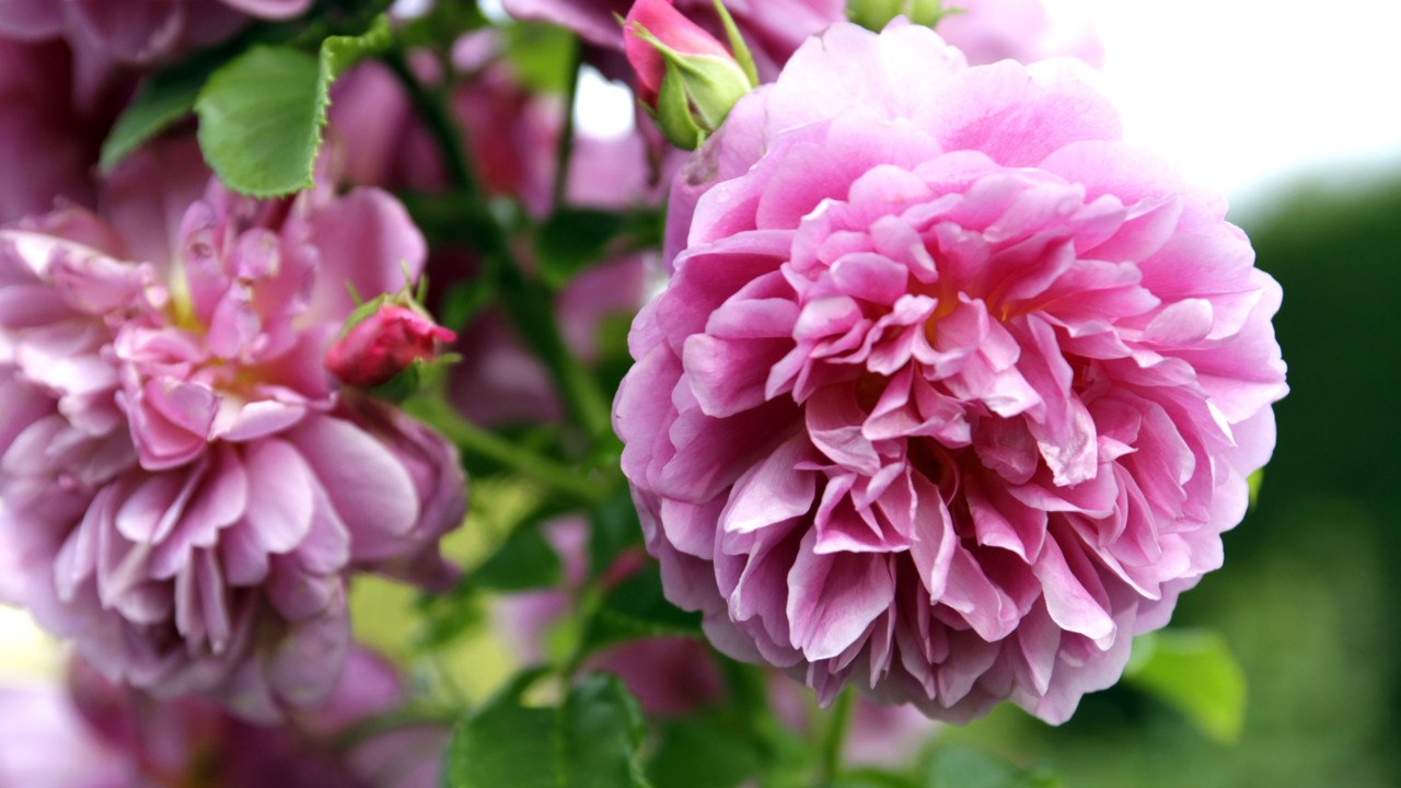 How To Grow And Care For Peony