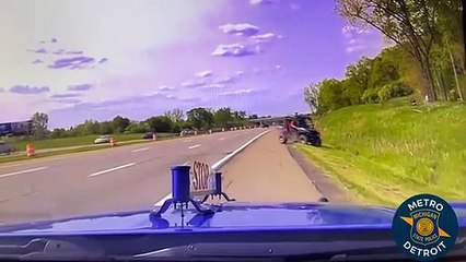 Novilho rebelde fugido há semanas apanhado numa estrada. O momento