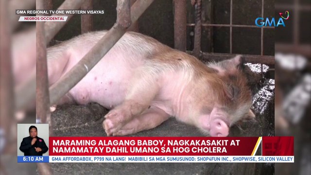 Maraming alagang baboy, nagkakasakit at namamatay dahil umano sa hog cholera | UB