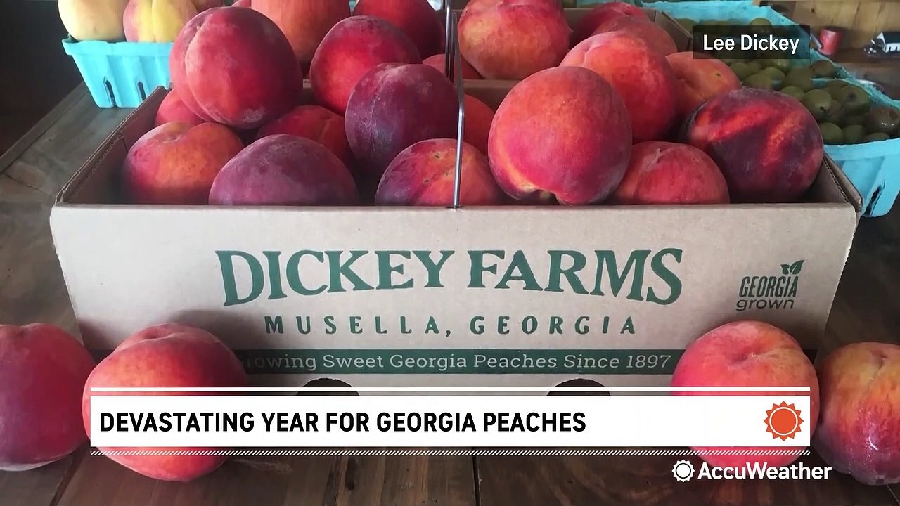 Devastating year for peaches video Dailymotion
