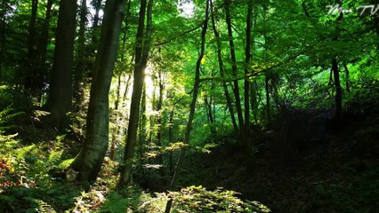 Relaxation Music for Anxiety - Peaceful and Calming Instrumental Music with Nature Sounds