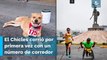 Conoce a “El Chicles”, el perrito corredor que ha enternecido a las redes sociales