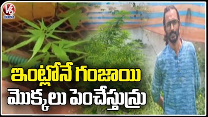 Police Busted Ganjai Plants Growing In Home At Vanasthalipuram _ Hyderabad _ V6 News