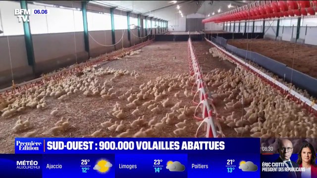 Grippe aviaire: 900.000 volailles abattues dans le sud-ouest