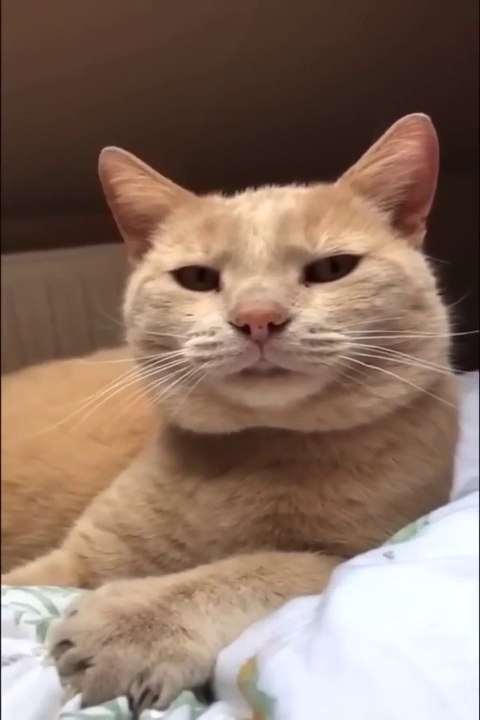 Funniest Cats and Dogs  - Funny Animal Videos #cats